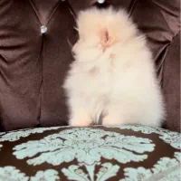 پرورش تخصصی سگ پامر خرسی در شیراز.پامرانین تیکاپ|سگ|شیراز, زند|دیوار