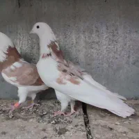پرشی کفتر|پرنده|زنجان, |دیوار