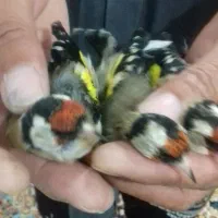 سهره ماده سه ماه در قفسه