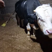 گاور نر (گوشتی)سیمیتال