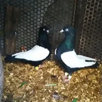 کله سیا و سینه سیا