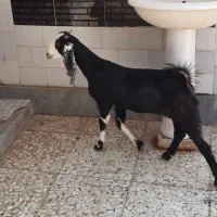 ۴عدد بز