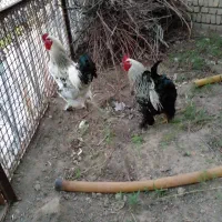 دو عدد خروس برهما