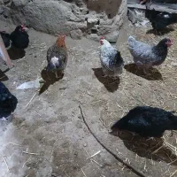 مرغ