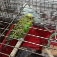 مرغ عشق مولد|پرنده|محمدشهر, محمدشهر|دیوار