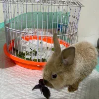 واگذاری خرگوش|موش و خرگوش|گرگان, |دیوار