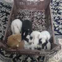 فروش خرگوش ناز نازی