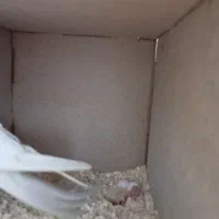 عروس هلندی سخنگو|پرنده|تهران, گلاب دره|دیوار