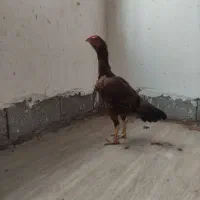 جوجه لاری|حیوانات مزرعه|رودسر, |دیوار