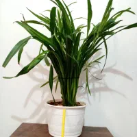 گل گل 4تا135 و یک گل هدیه|گل و گیاه طبیعی|یاسوج, |دیوار