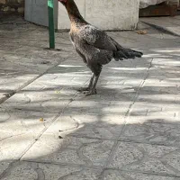 یک جفت عطیقه فروشی|پرنده|تربت جام, شهید غلام زاده|دیوار