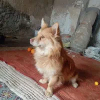 سگ.
