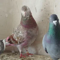 کبوتر|حیوانات|اراک, |دیوار