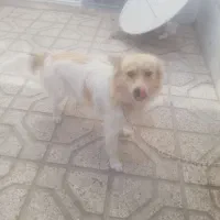 پاکوتاه اشپیتز