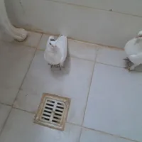 خال تو سر چپه
