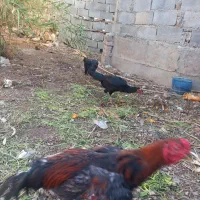 مرغ وخروس اوشامو آلمانی