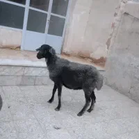 میش و بره