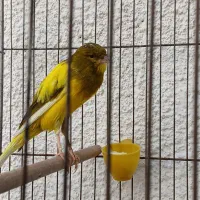 قناری جوجه یورگ وسوپر