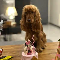 فروش کوکر آموزش دیده حنایی و بلک