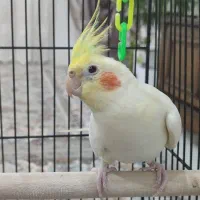 عروس هلندی لوتینو