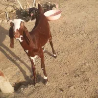 بز خوب برلی داشت سندی و پنجاب دو رگه