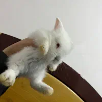 خرگوش لوپ ترکیش عروسکی|موش و خرگوش|صومعه‌سرا, |دیوار