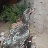 مرغ|حیوانات مزرعه|میناب, |دیوار