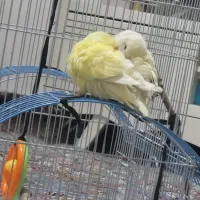 طوطی برزیلی دستی نر ماده