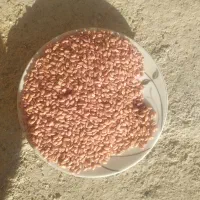 گندم آبی باقله شاخ بزی|خدمات باغبانی و درختکاری|بروجرد, |دیوار