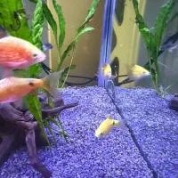 ماهی رزی بارب