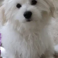 سرپرستی فقط به خانواده