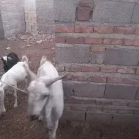 نر بز پاچن بزرگ نژاد پاکستانی