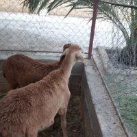 دوبره چینی نراصل