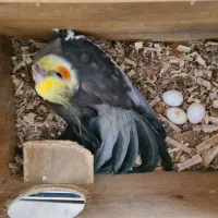 جفت عروس هلندی مولد خاکستری و لوتینو