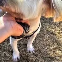 سگ شیتزو سه ساله|سگ|تهران, آشتیانی|دیوار