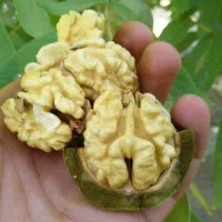 گردوی سبز رسیده