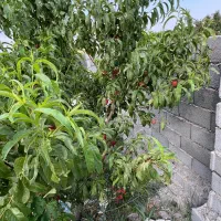 باغ و باغچه چهار دیواری سند تک برگ، برق