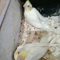 2 تا جوجه عروس هلندی سفید 35 روزه سرلاک خور