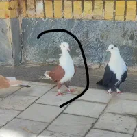 جوجه فروشی|پرنده|طبس, |دیوار