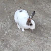 خرگوش خونگی دستی با مزه