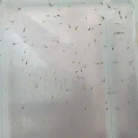 ماهی گوپی . مولد . بچه ماهی|ماهی|تاکستان, |دیوار