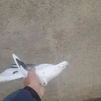 کبوتر|پرنده|گیان, |دیوار