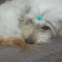 سگ شیتزو تریر