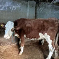 فروش شیر محلی،غاز اردک مرغ خروس و تخم مرغ محلی