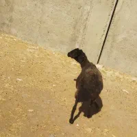 گوسفندزنده چاق