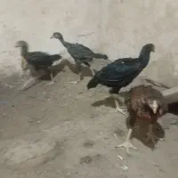 جوجه لاری