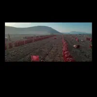 کارگر پیاز