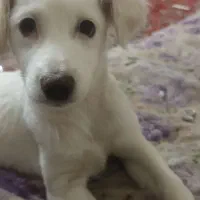 اشپیتز‌،وپاکوتاه