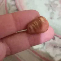 مهره تیربند و عرج سویحلی اشتری