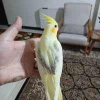 عروس هلندی ارمنی